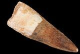 Real Spinosaurus Tooth - Composite Tooth #87391-1